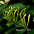 honeysuckle flower slice tea